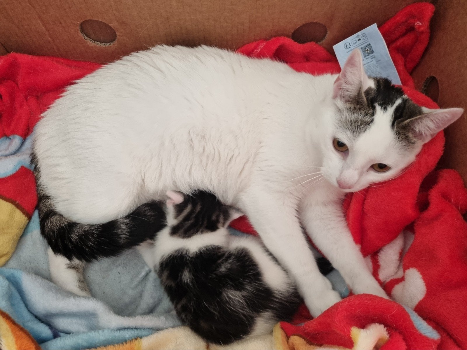 Poes met kitten, Poes, 3 tot 5 jaar