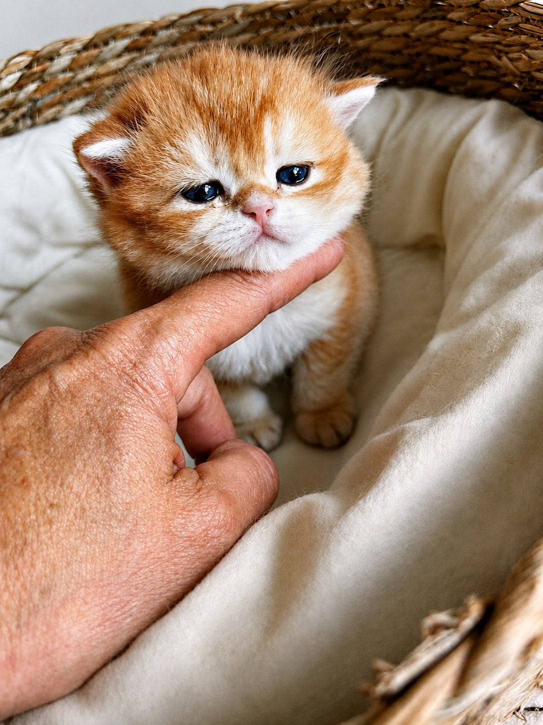Prachtige brits korthaar kittens black corin shell, Dieren en Toebehoren, Katten en Kittens | Raskatten | Korthaar, Meerdere dieren