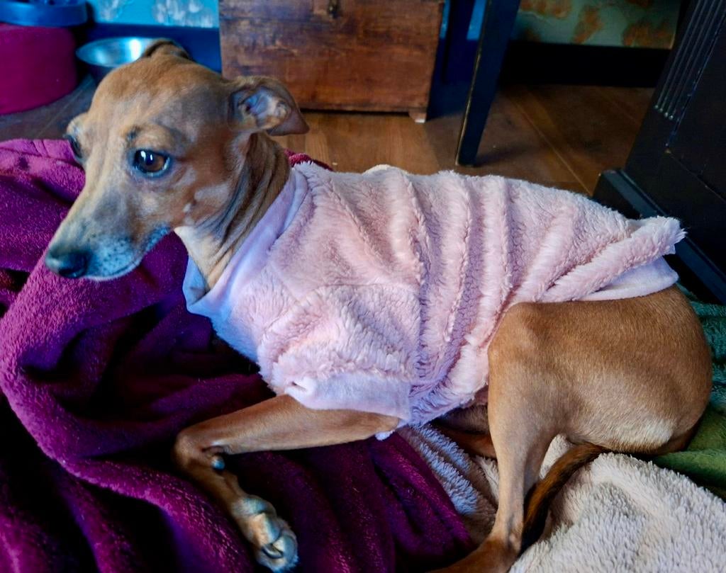 HANDMADE Hondentrui Xolo Italiaanse Windhond pup Naakthond, Ophalen of Verzenden, Nieuw, Hondentrui