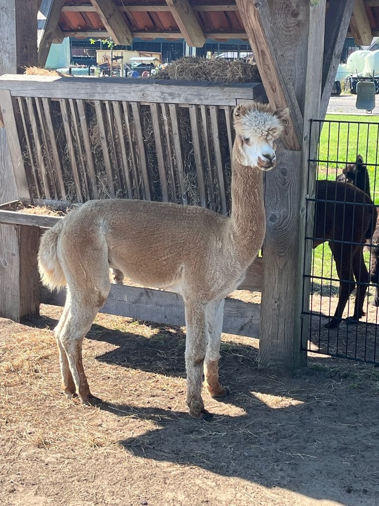 Alpaca bonte dekhengst, Mannelijk, Schaap, 3 tot 5 jaar