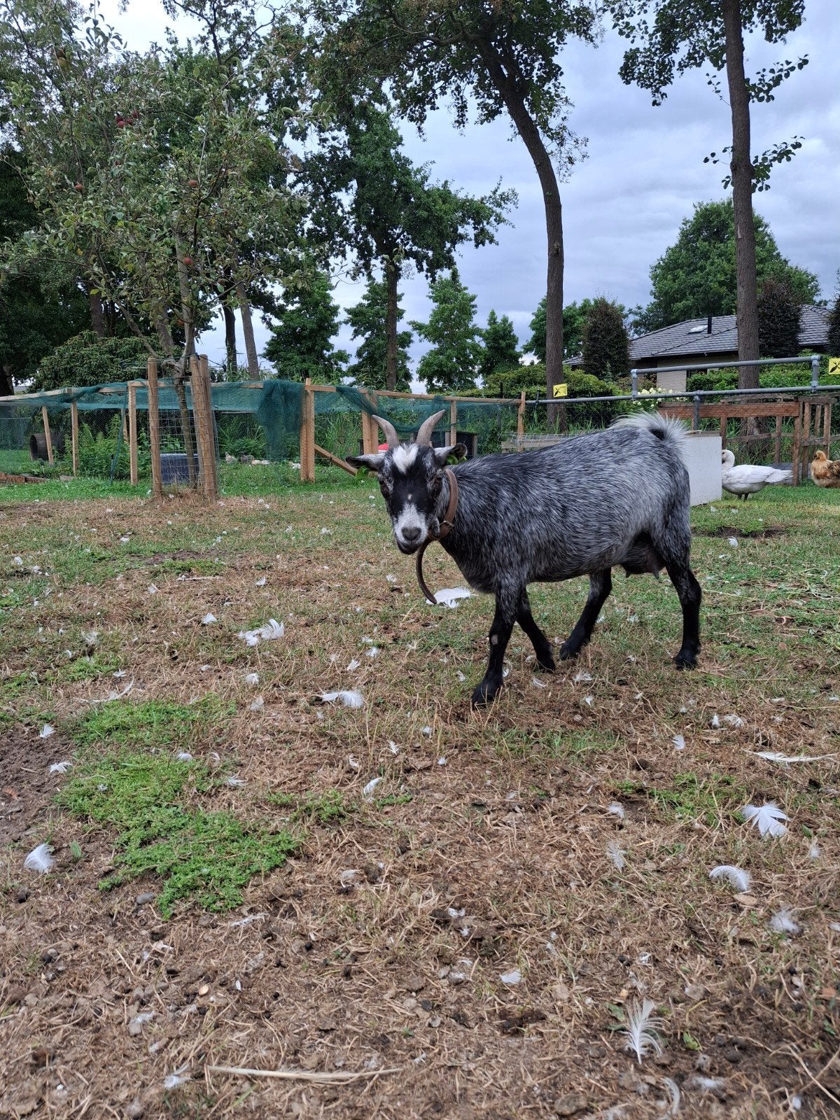 Geitje Blauwschimmel, Vrouwelijk, Geit, 0 tot 2 jaar