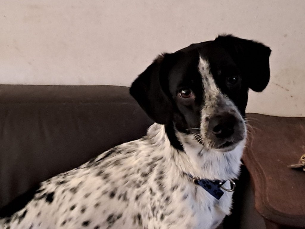 BARRY geb10/2024 Rustig/bescheiden aanhankelijk/teefjes, Dieren en Toebehoren, Honden | Niet-rashonden, Parvo, 1 tot 2 jaar, Buitenland