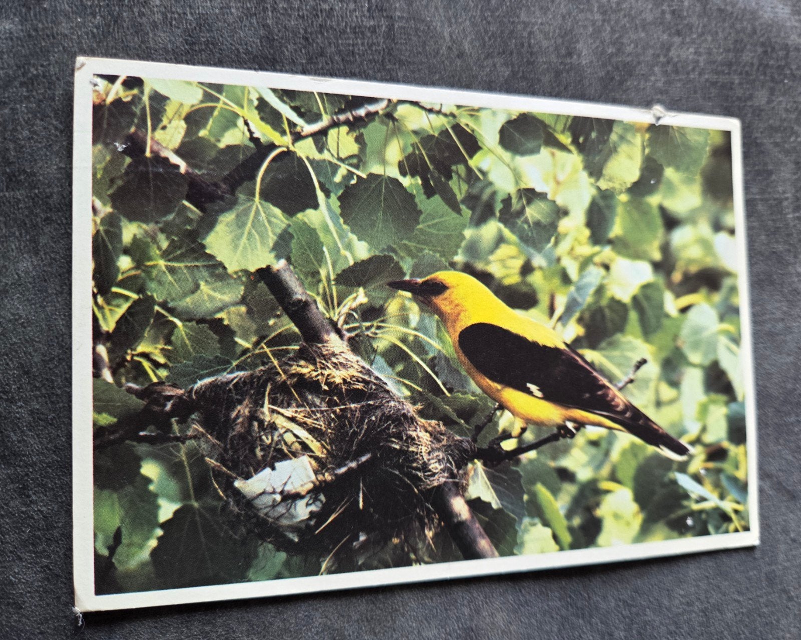 Wielewaal met nest, Verzenden, 1960 tot 1980, Gelopen, Vogel