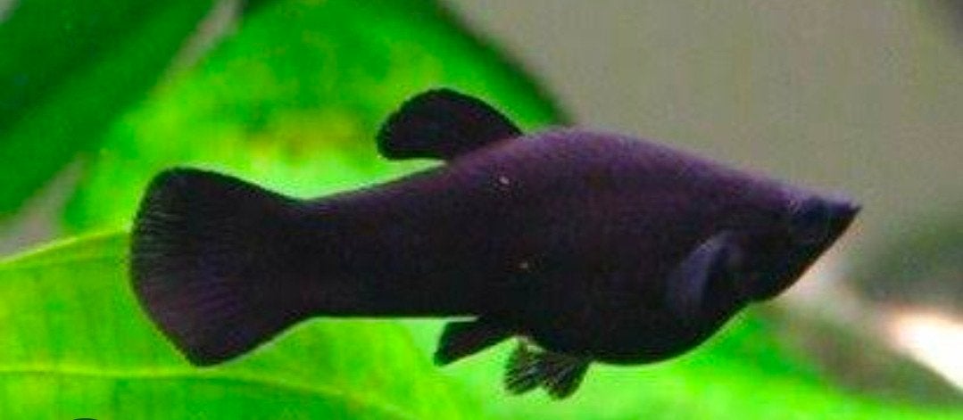 Baby black/marmeren molly visjes, Vis
