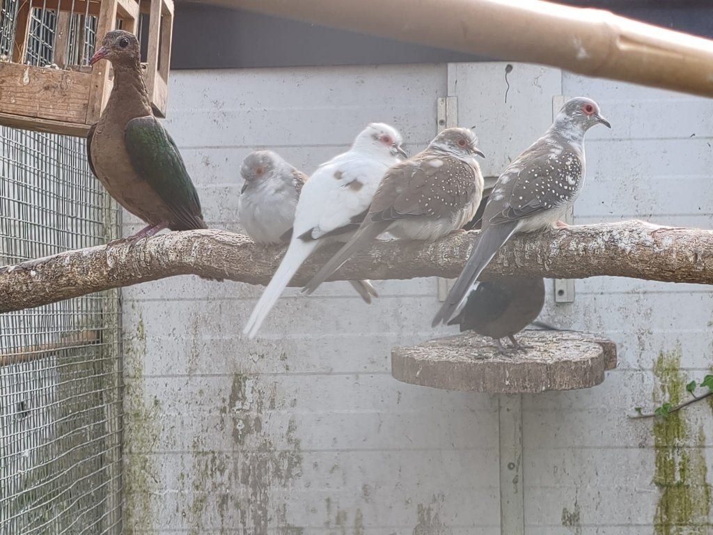 talpicottaduifjes,bonte diamantduifjes,senegalduifjes, Dieren en Toebehoren, Meerdere dieren, Overige soorten