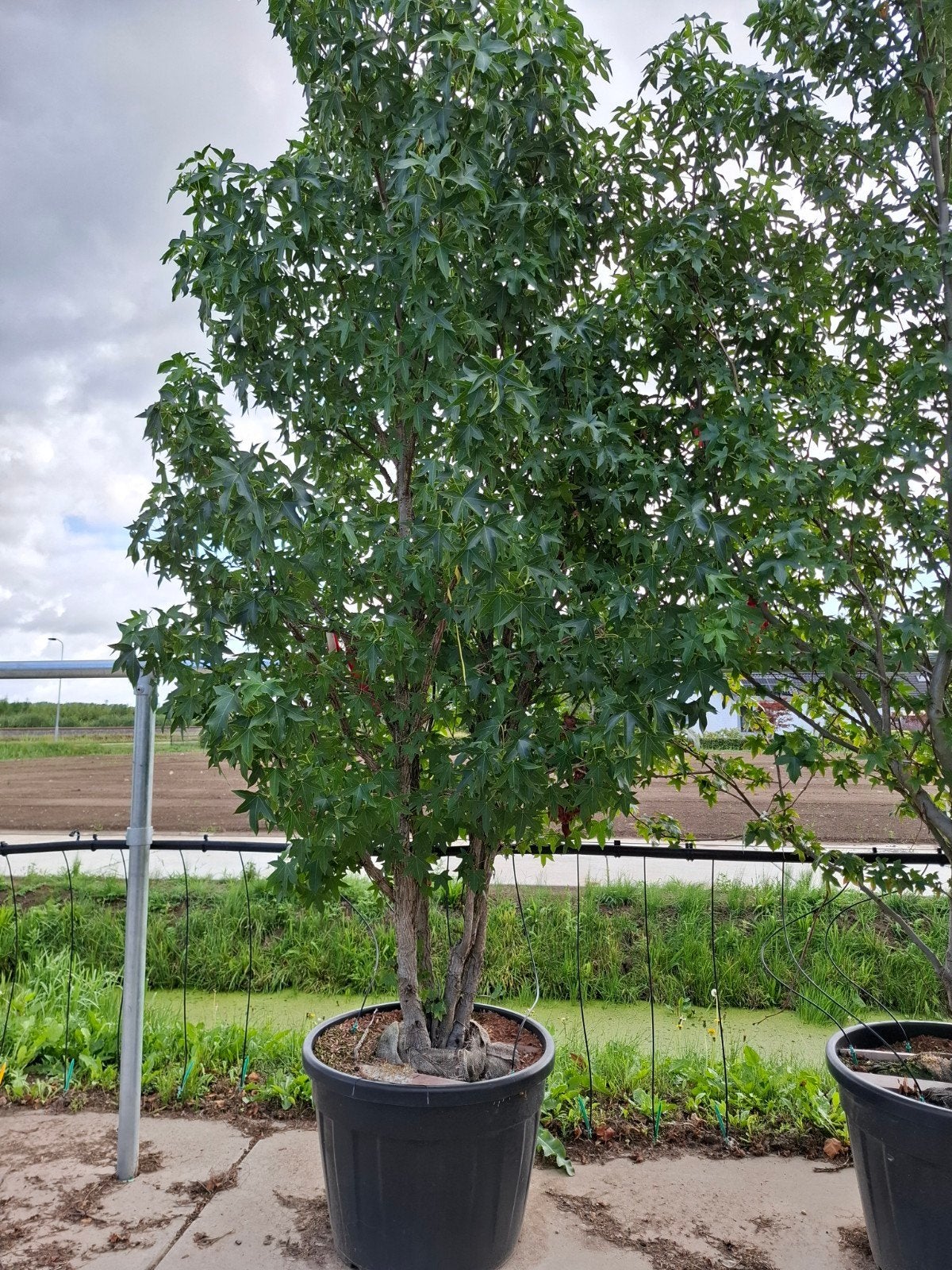 amberboom , mooie herfst kleur, Bloeit niet, 250 tot 400 cm, Volle zon, In pot