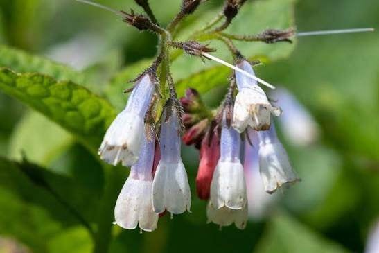 Mooie Symphytum 'Wiseley Blue' (Smeerwortel) in pot!, Ophalen, Overige soorten, Volle zon