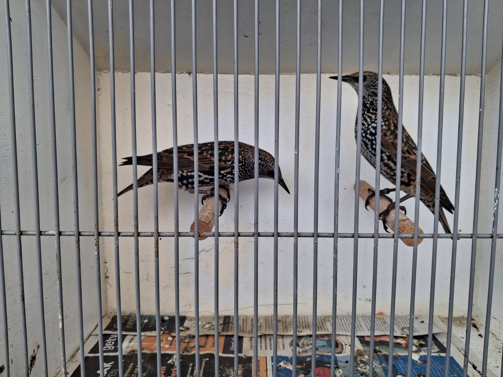 europese spreeuw ruilen om onverwant te maken, Dieren en Toebehoren, Meerdere dieren, Geringd