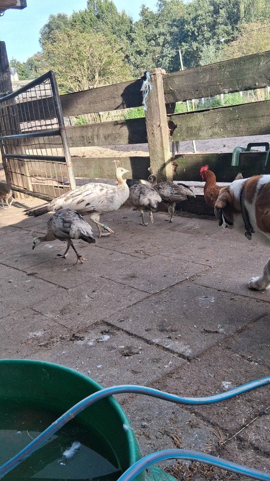 jonge pauwen, Dieren en Toebehoren, Meerdere dieren, Overige soorten