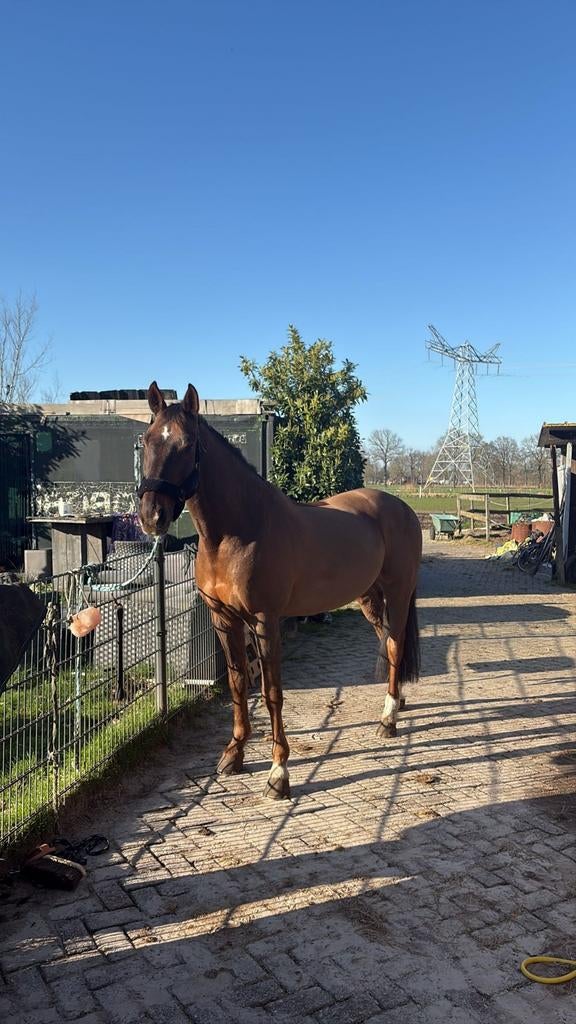 Wandelpaard therapie of bos
