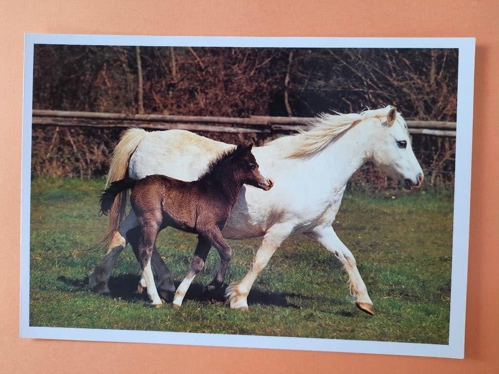 ansichtkaart kaart paard veulen, Verzamelen, Ophalen, 1980 tot heden, Ongelopen, Paard