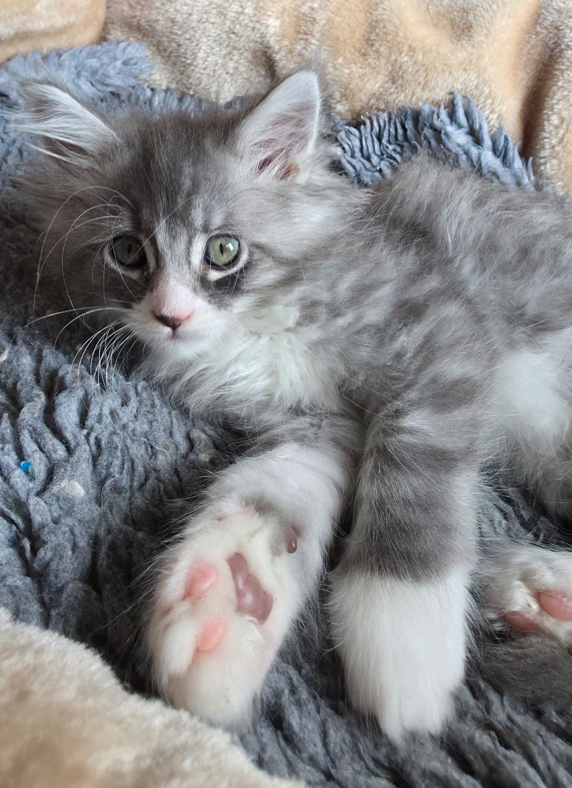 5 prachtige kittens kruising maine coon / Siberische kat, Meerdere dieren, Met stamboom, 0 tot 2 jaar