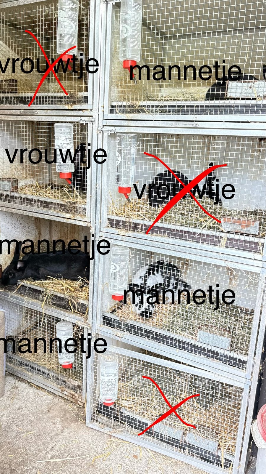 lotharinger konijn, Mannelijk, Groot
