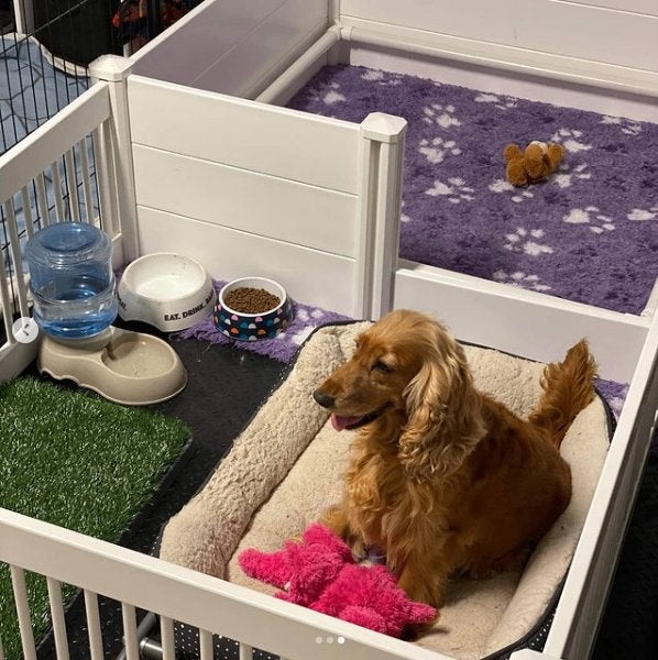 Werpkist + Uitloopren Werpbak Hond Puppy Fokker 115x115x46cm, Ophalen of Verzenden, Nieuw