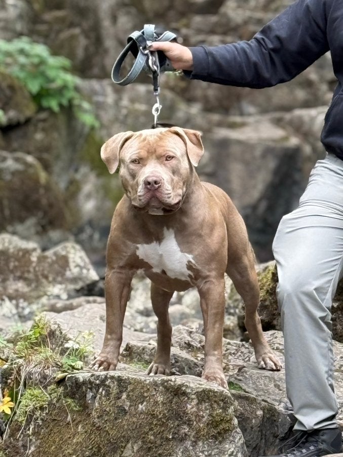 American Bully XL Dekreu – RANGER, Reu, 1 tot 2 jaar, Parvo, Eén hond
