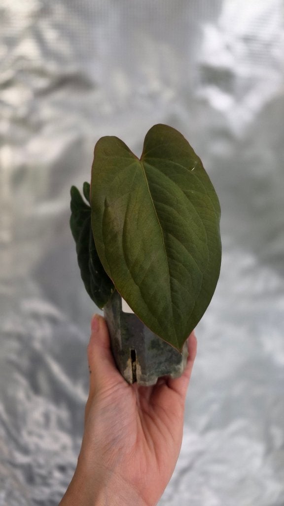 Anthurium Dressleri clone, Huis en Inrichting, Kamerplanten, Ophalen of Verzenden, In pot, Halfschaduw, Minder dan 100 cm