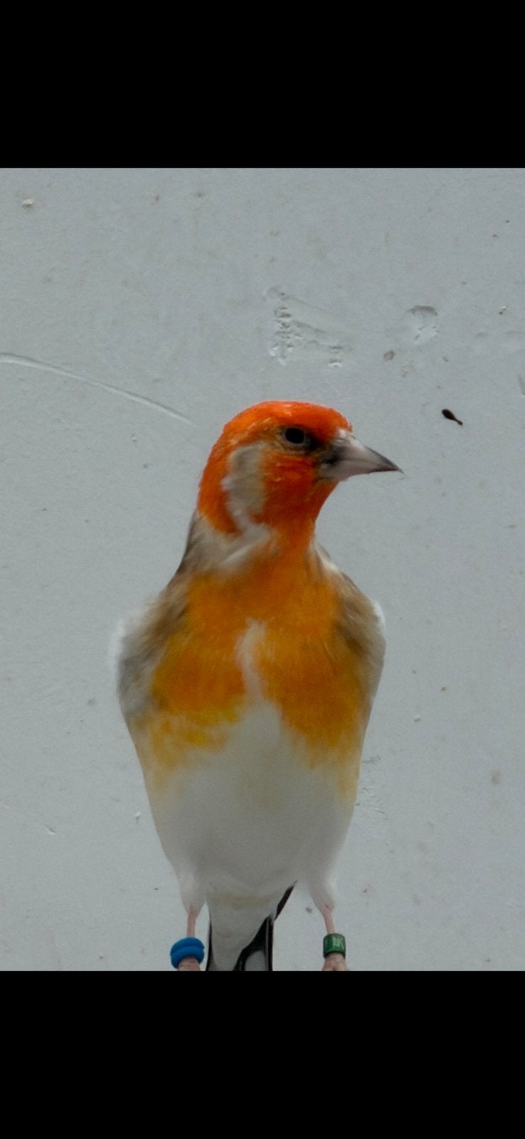 Major geelschimmel Pop 2026, Vrouwelijk, Wildzangvogel, Geringd