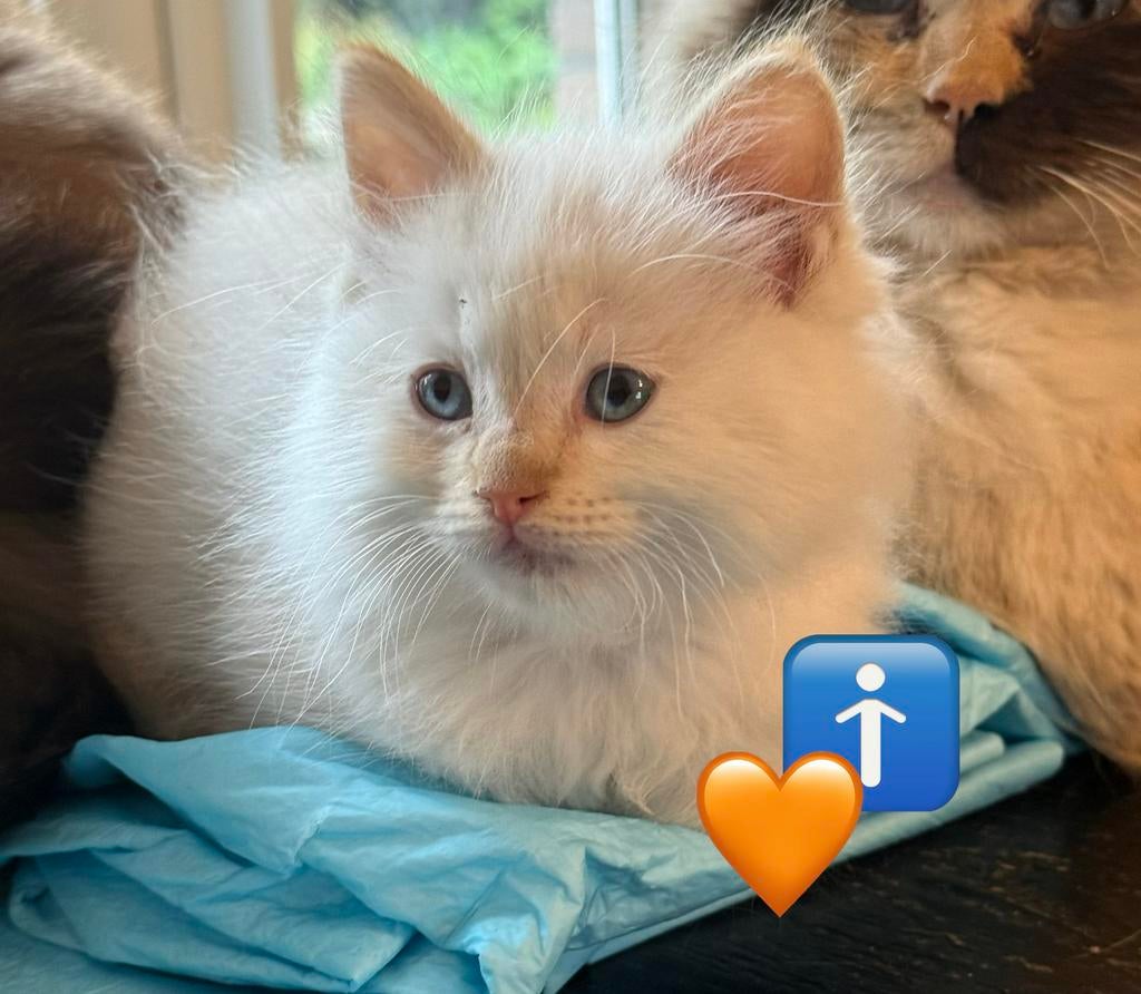 Raszuivere ragdoll kittens (m/v) + garantie en proefperiode, Meerdere dieren, Ontwormd, 0 tot 2 jaar
