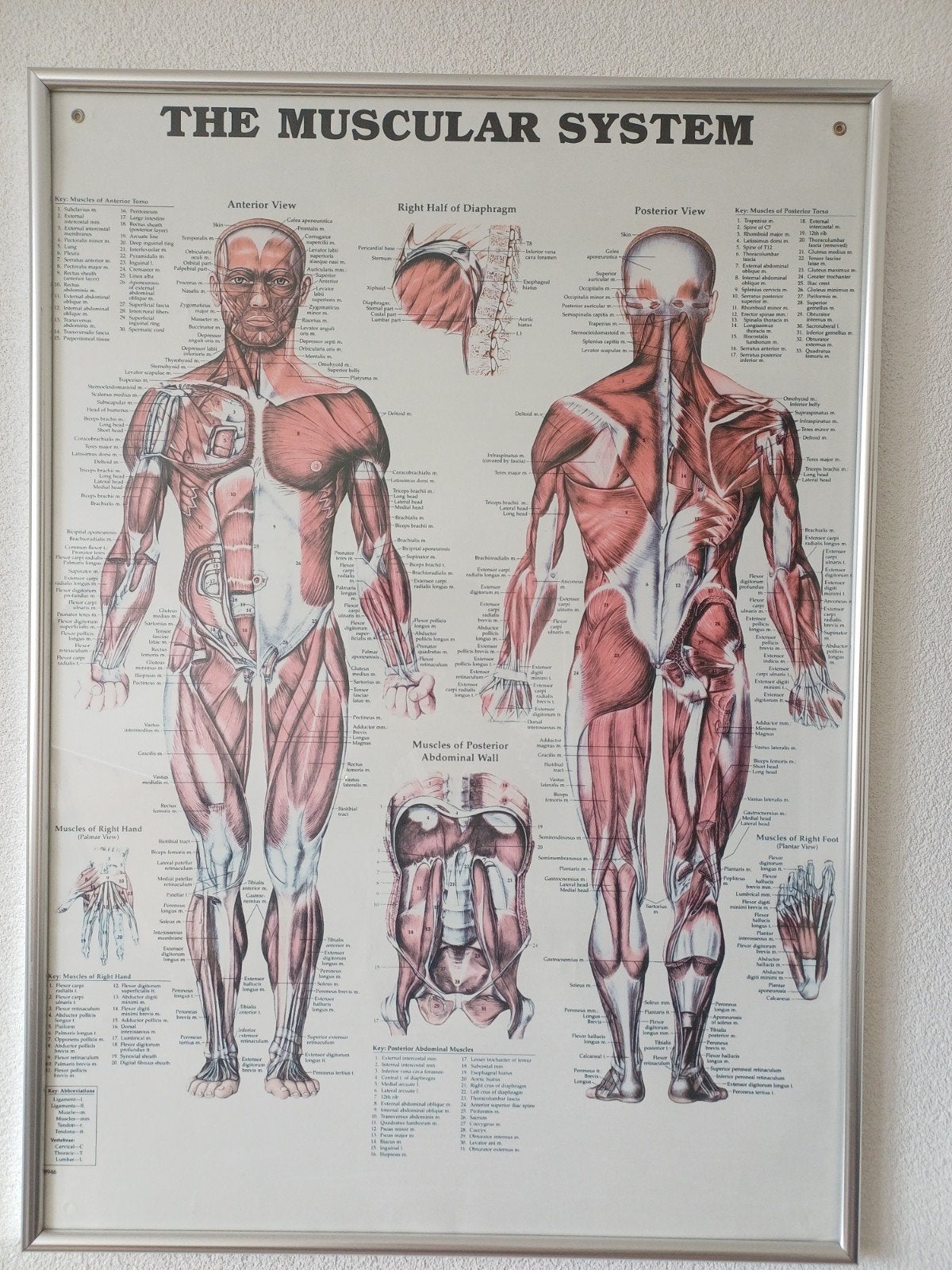 Anatomie Poster: Het Spierstelsel (The Muscular System), Ophalen of Verzenden, Zo goed als nieuw, A1 t/m A3, Film en Tv