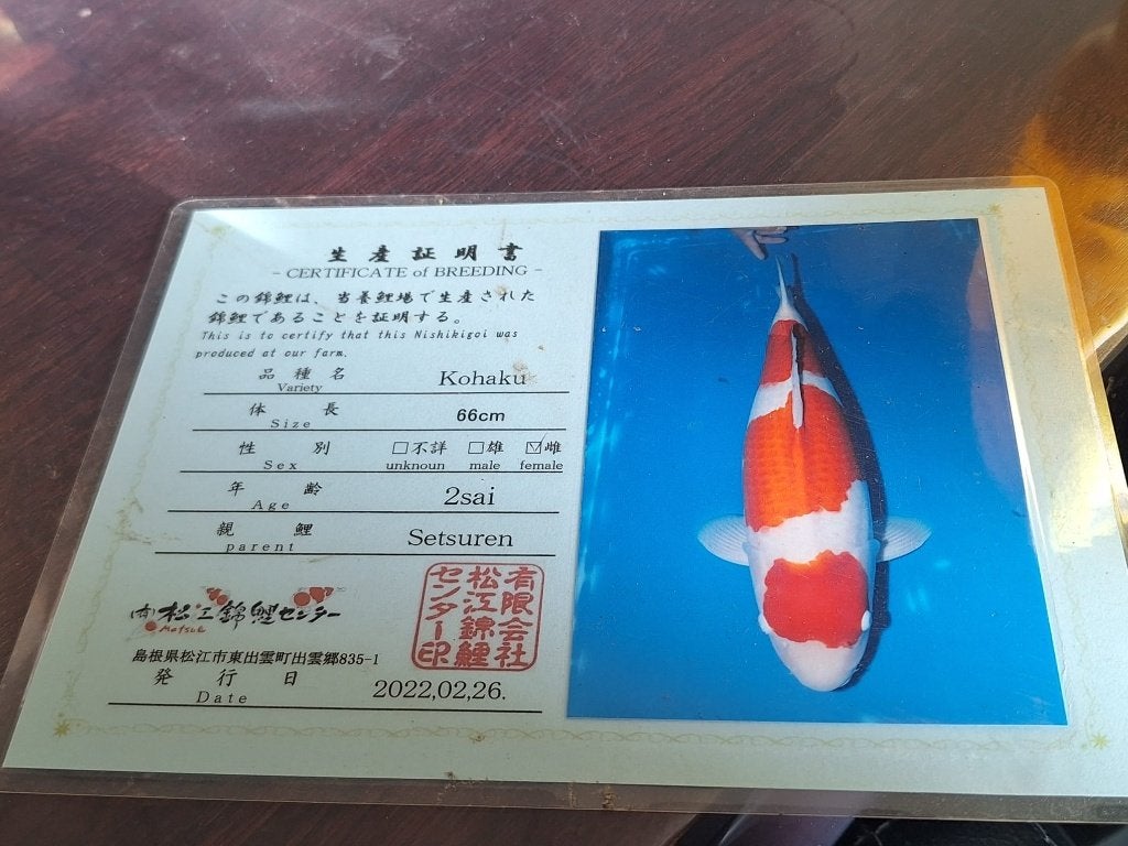 Dikke kohaku van Matsue met certificaat  77 cm, Karper of Koi