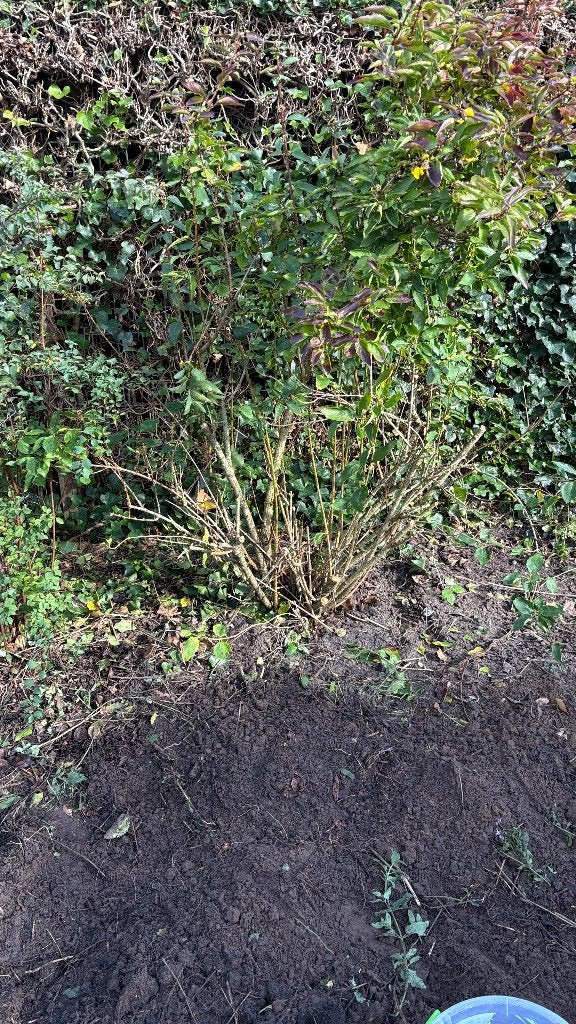 Gratis: Forsythia en Magnolia, Volle zon, Vaste plant, Lente, Ophalen