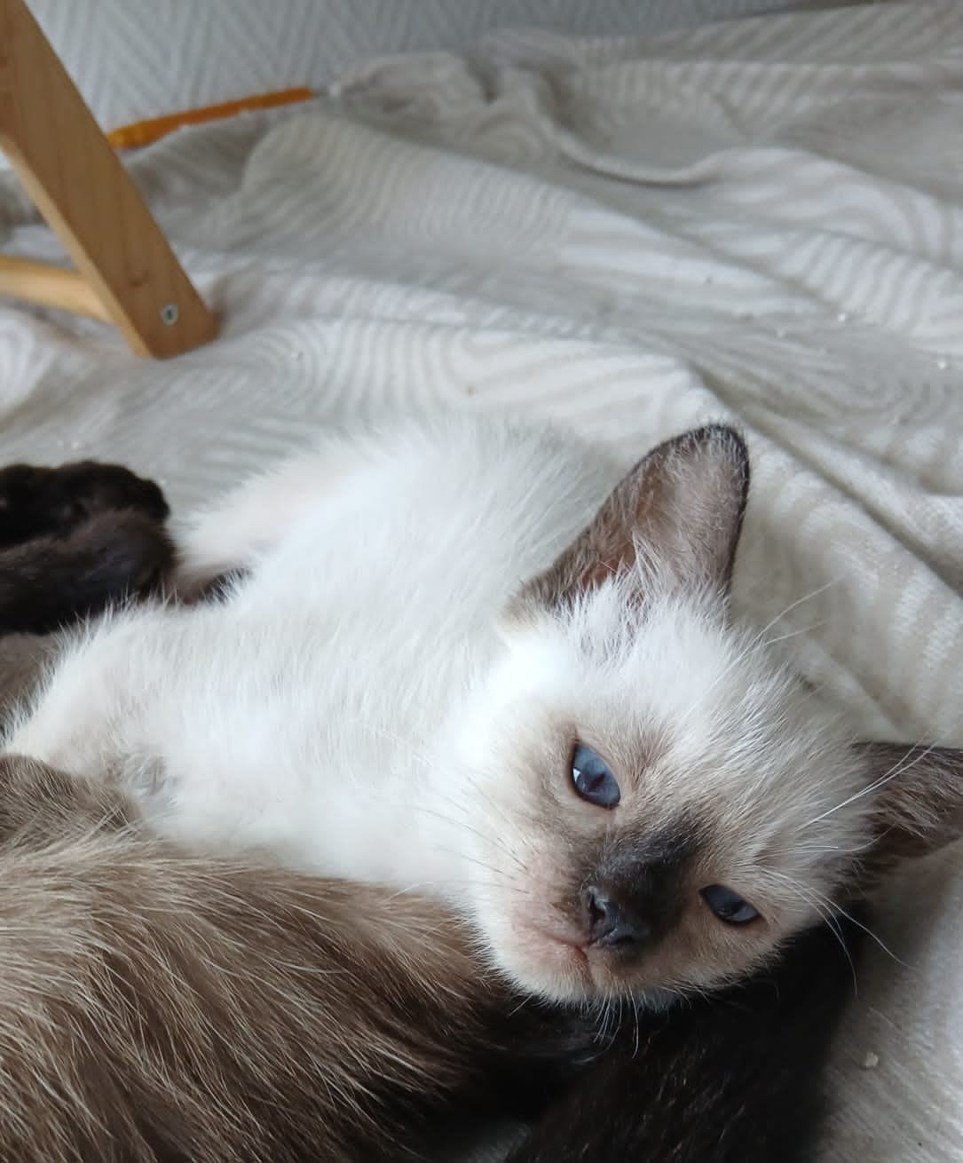 Siamees kitten geboren 13 juli, Dieren en Toebehoren, Kater, Ontwormd, 0 tot 2 jaar