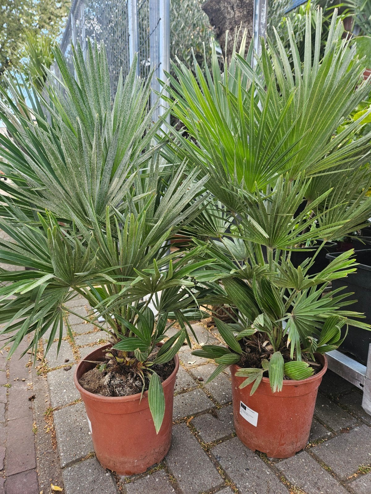 Trachycarpus Wagnerianus & Fortunei Palmboom winterhard, Ophalen of Verzenden, Overige soorten, Volle zon