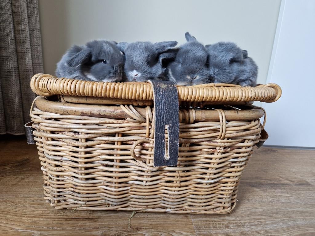Nog 2!! baby Minilop x NHD otter blauw - hantam te koop, Dieren en Toebehoren, Konijnen