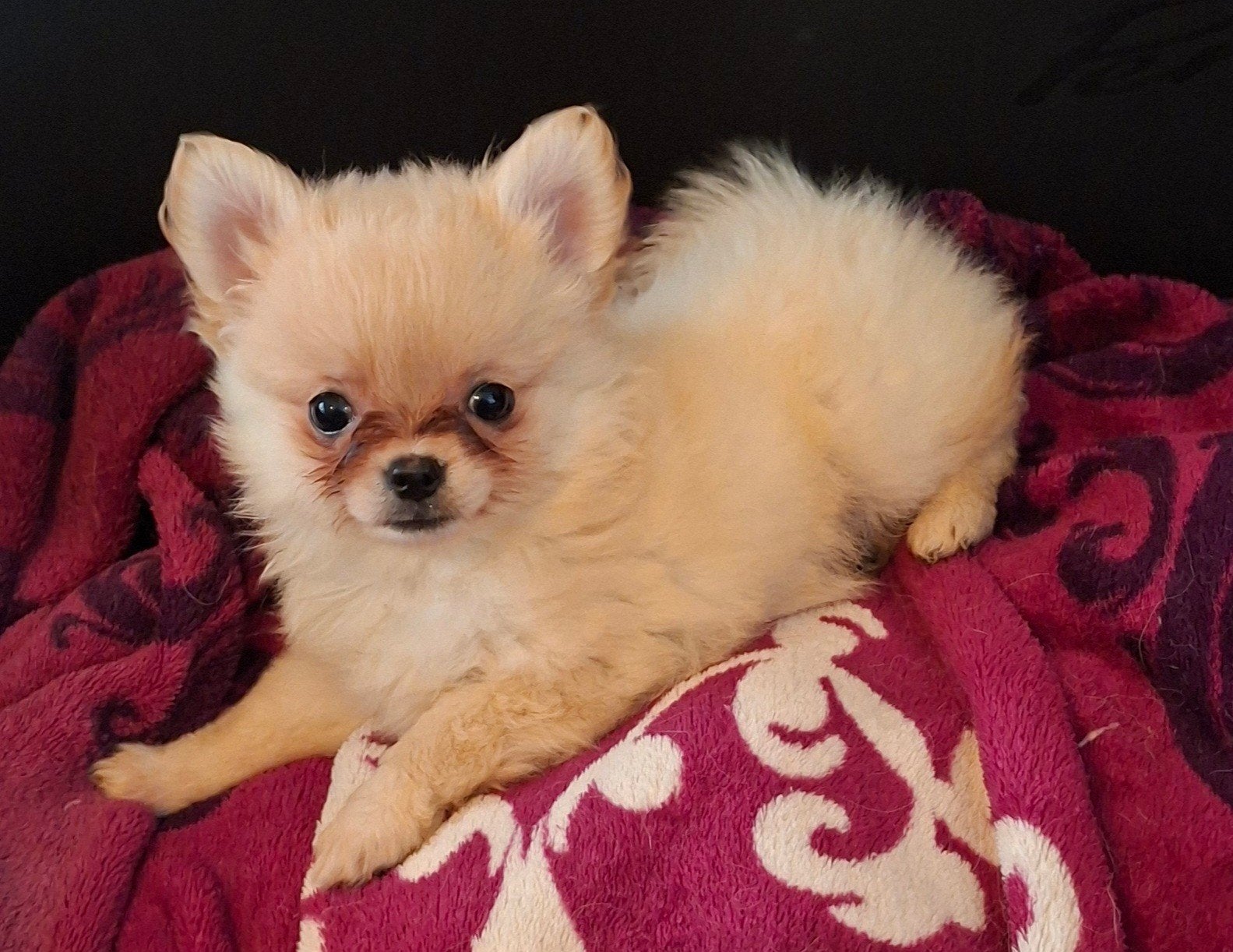 Mooie sociale Pomchi pups mogen verhuizen, Overige rassen, 8 tot 15 weken, CDV (hondenziekte), Meerdere