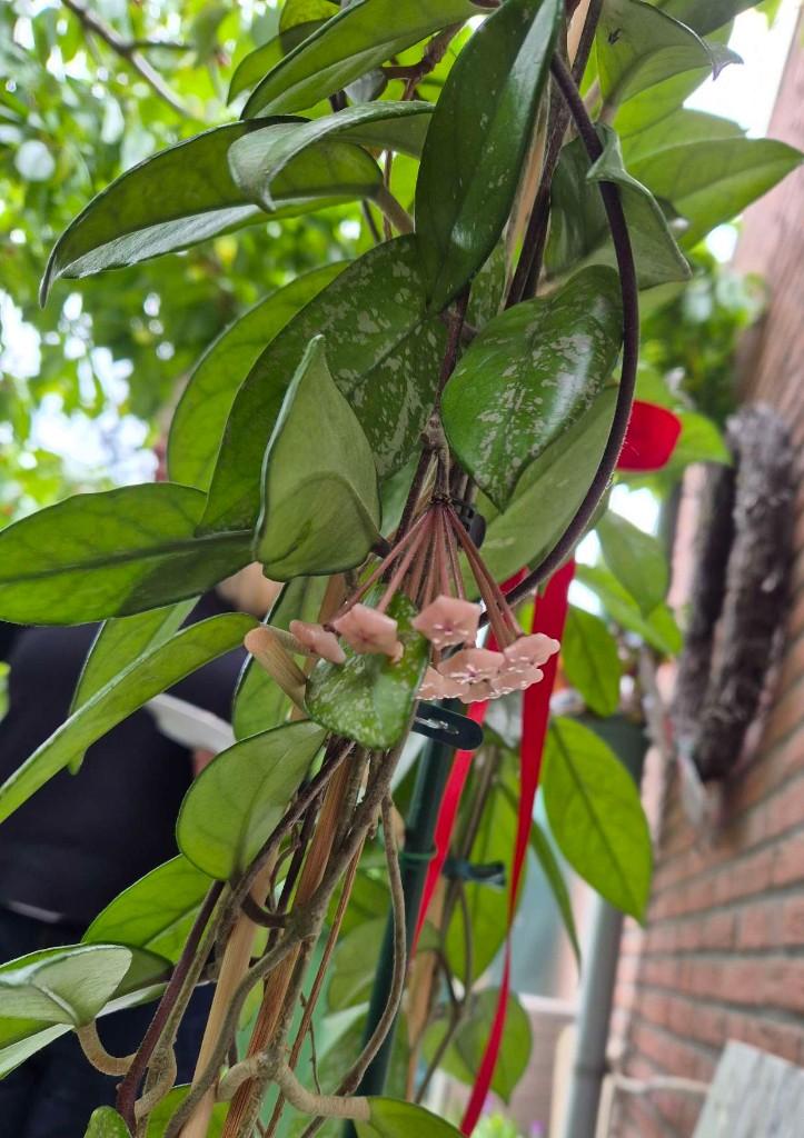 Hoya carnosa 70 cm, Huis en Inrichting, Bloeiende kamerplant, Ophalen of Verzenden, Halfschaduw, Minder dan 100 cm