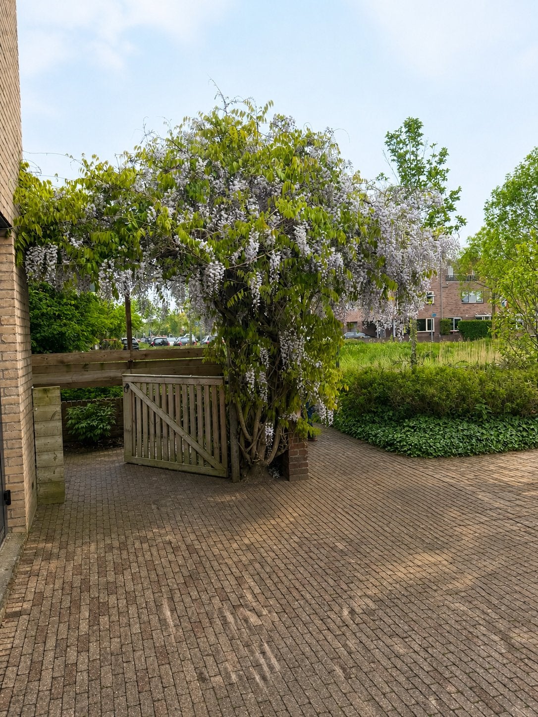 Wisteria boom (blauwe regen), Ophalen