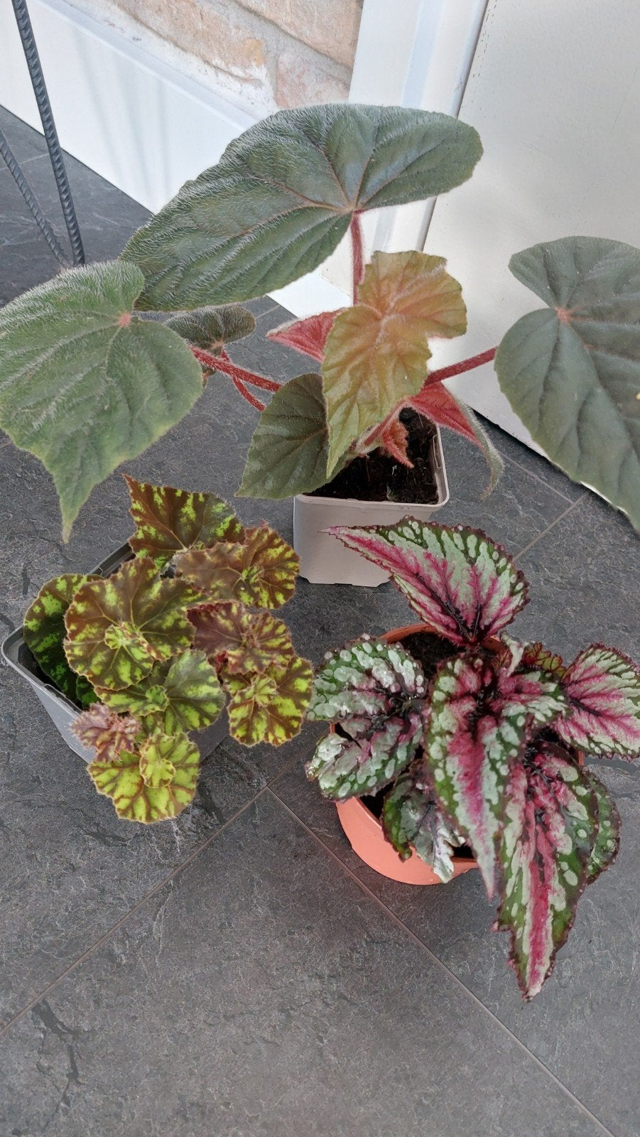 begonia, Ophalen of Verzenden