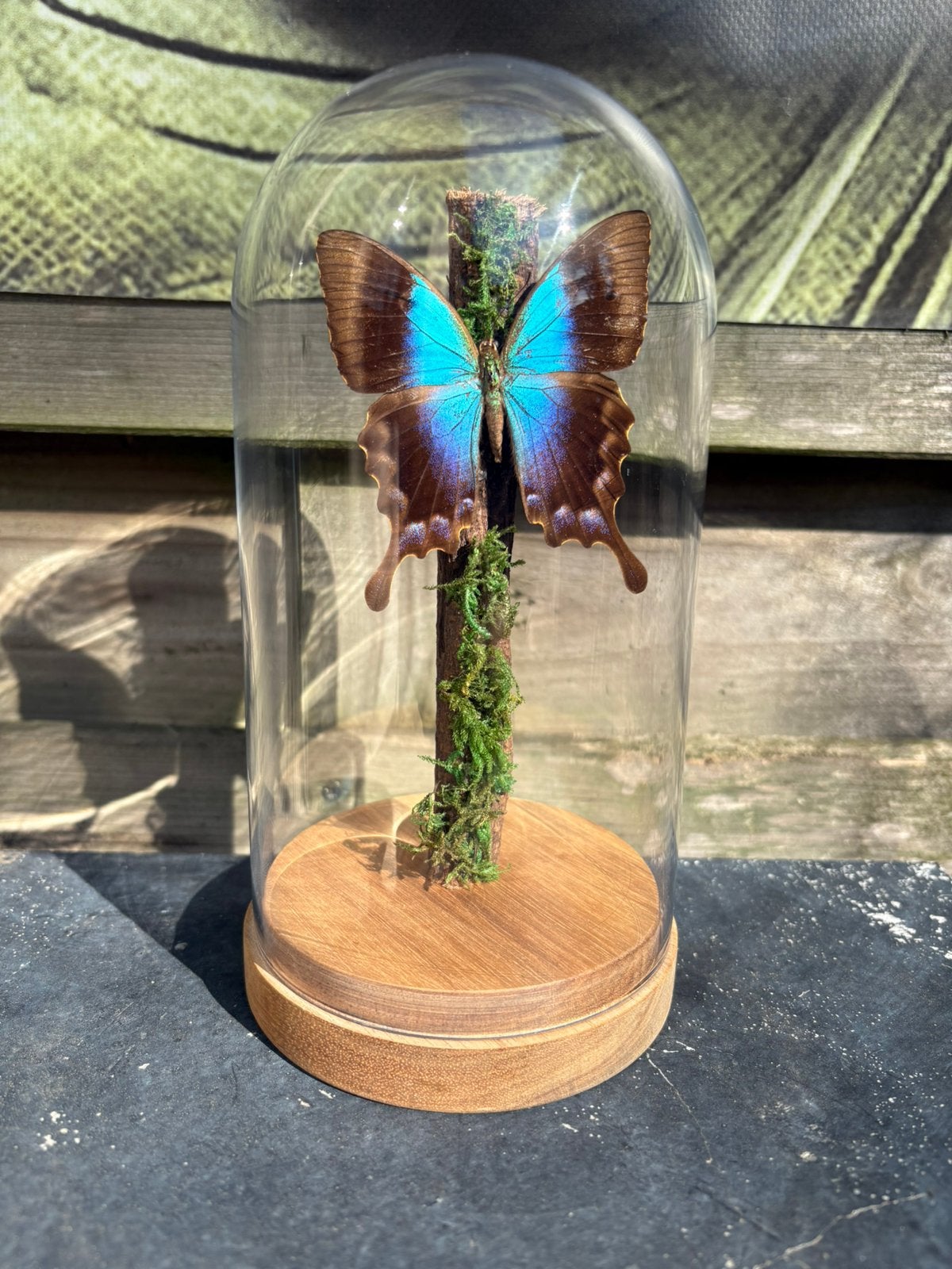 Geprepareerde vlinder in een glazen stolp, Verzamelen, Ophalen of Verzenden, Insect, Opgezet dier