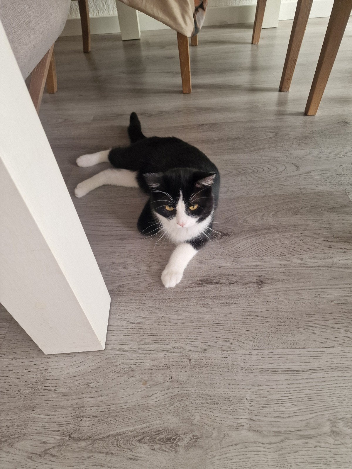 Britse Korthaar, Kater, 0 tot 2 jaar