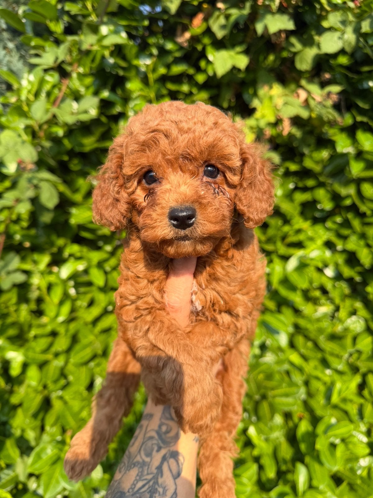 Maltipoo pups, maltipoo x toy poedel abrikoos, Parvo, Nederland, Overige rassen, 8 tot 15 weken