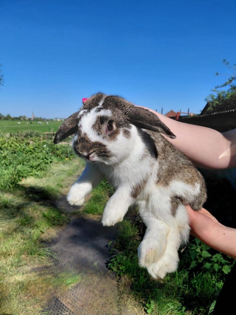Hangoor konijnen te koop, Dieren en Toebehoren, Konijnen, Meerdere dieren, Middelgroot, Hangoor, 0 tot 2 jaar