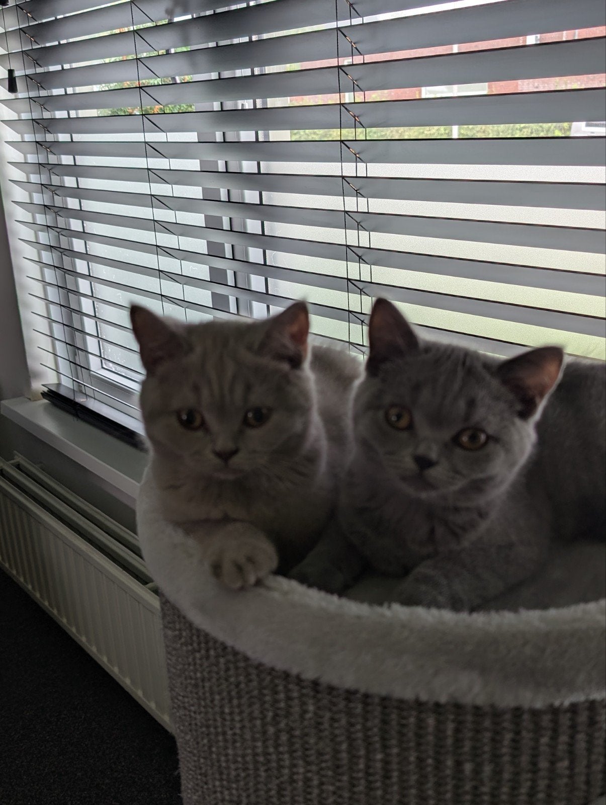 2 prachtige,  Britse Korthaar katertjes, Kater, Ontwormd