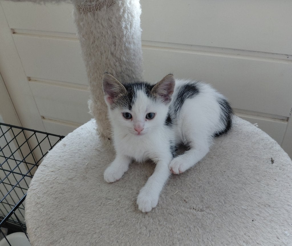 Kitten, Poes, 0 tot 2 jaar