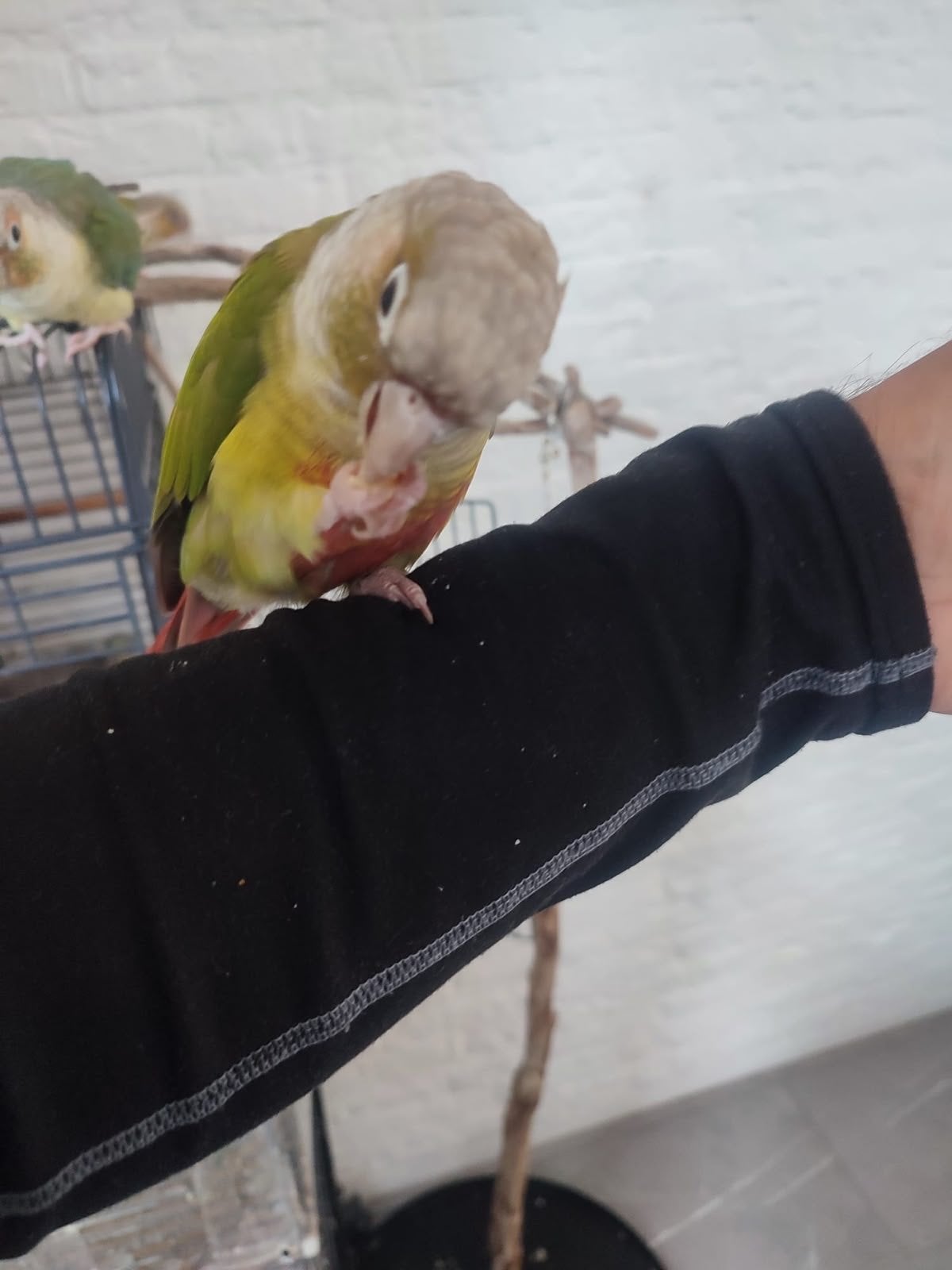 5 tamme Pyrrhura molinae/ groenwan+ grote kooi en toebehoren, Dieren en Toebehoren