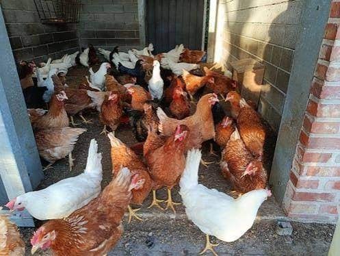 WITTE LEGHORN kippen en BRUINE BARNEVELDER kippen.., Dieren en Toebehoren, Vrouwelijk, Kip