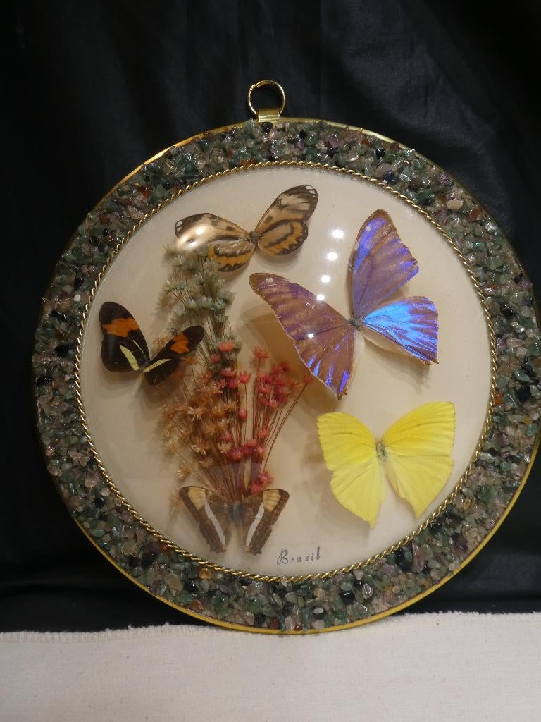 Vlinder taxidermie Braziliaanse edelstenen wanddecoratie, Ophalen of Verzenden, Gebruikt, Insect, Opgezet dier