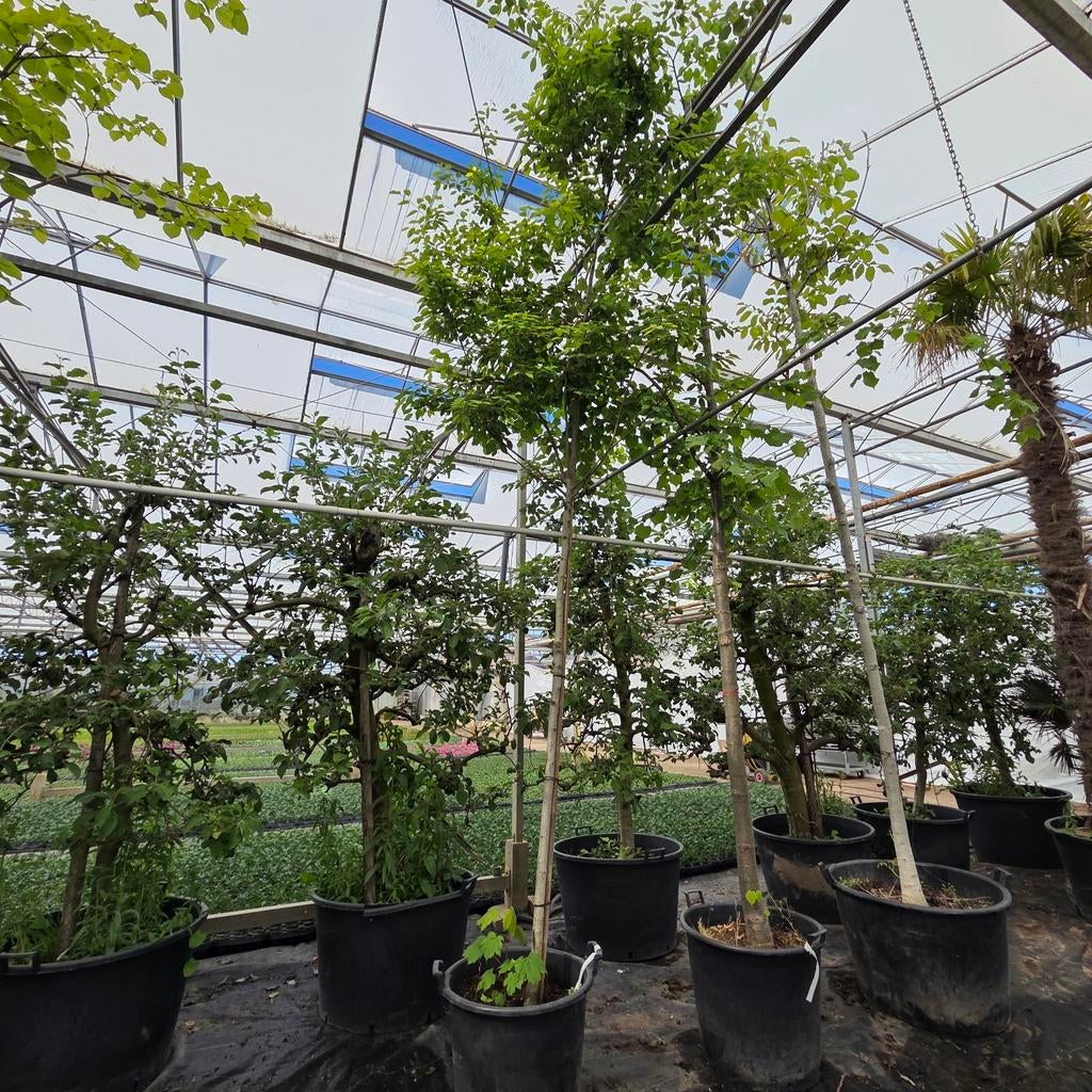 Robinia Casque Rouge 5m, Lente, 400 cm of meer, Volle zon, In pot