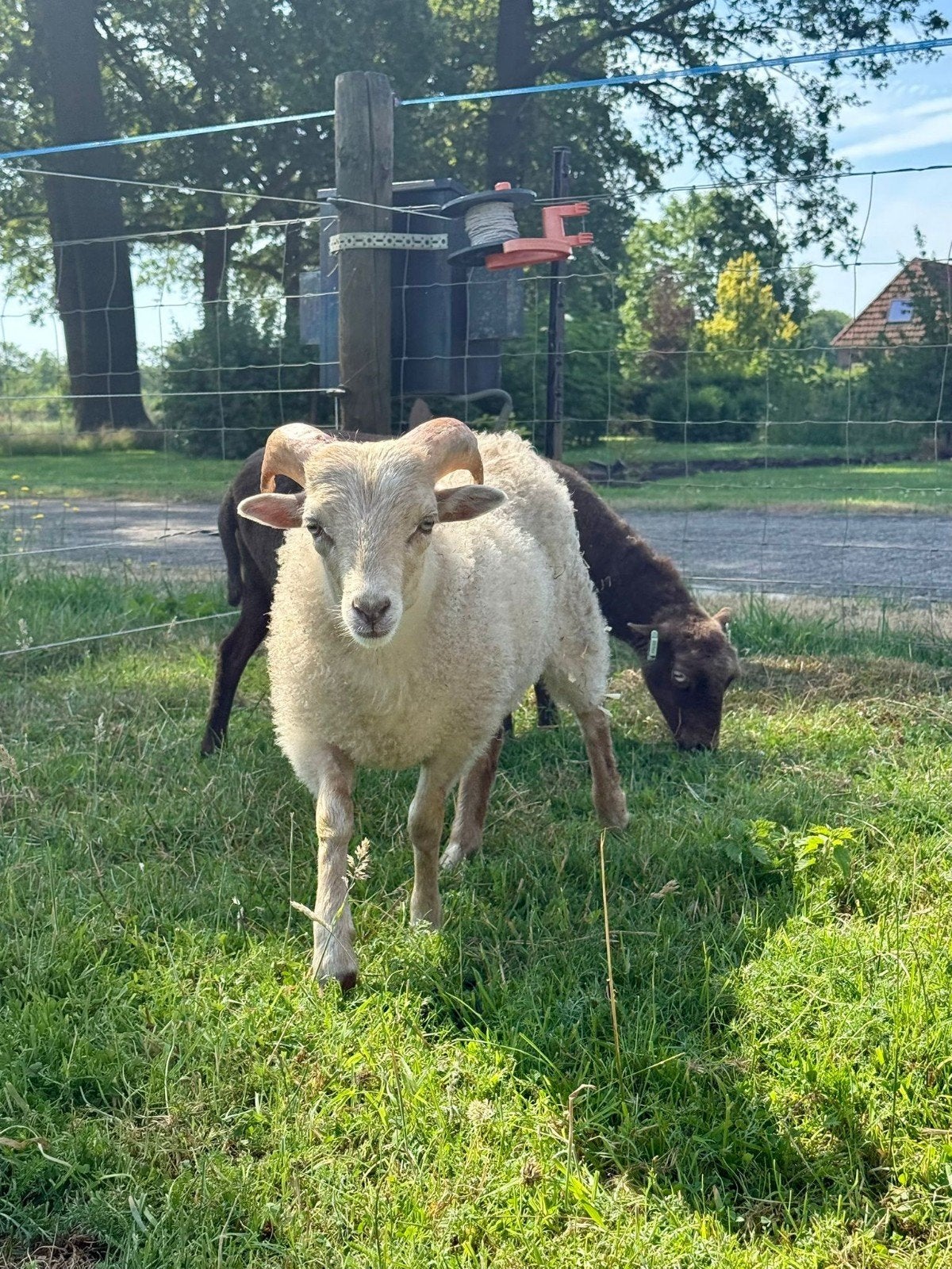 Ouessant Ram 2026, Dieren en Toebehoren, Schapen, Geiten en Varkens, Mannelijk, Geit