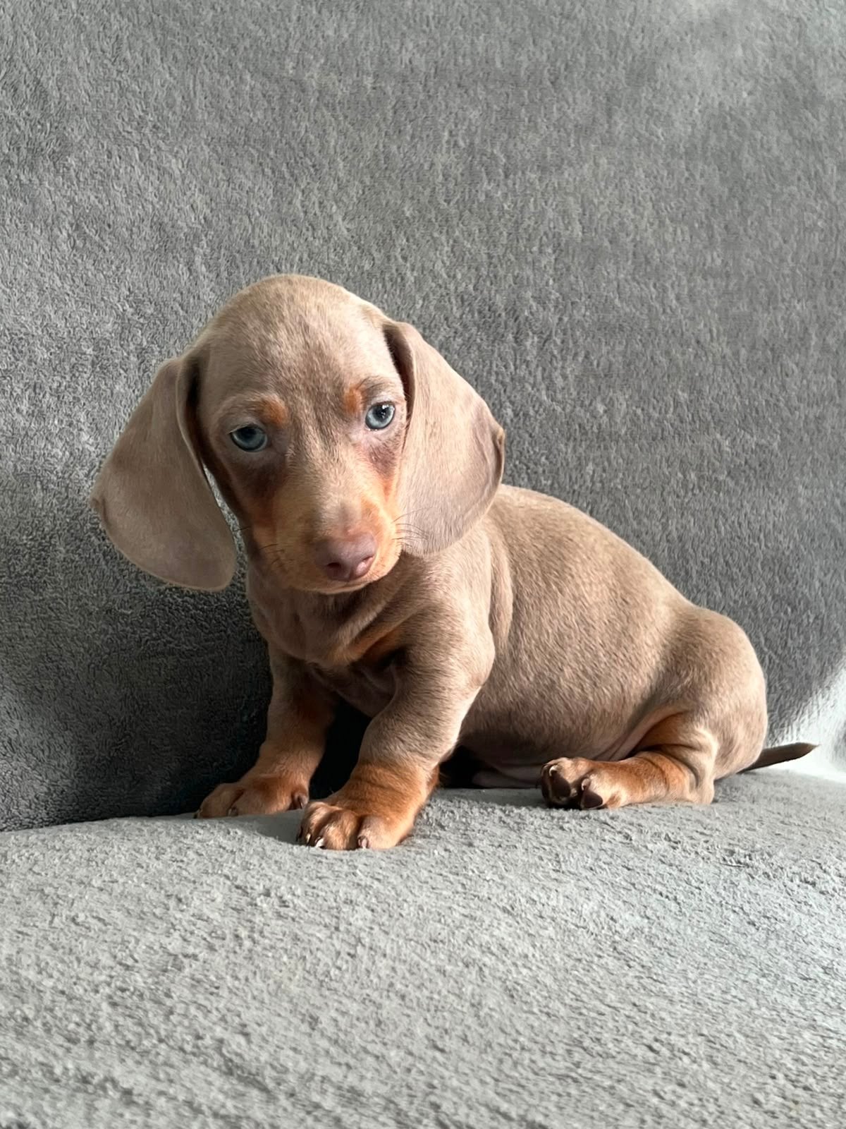 Teckel lilac, Dieren en Toebehoren, Parvo, Reu, 8 tot 15 weken, Korthaar