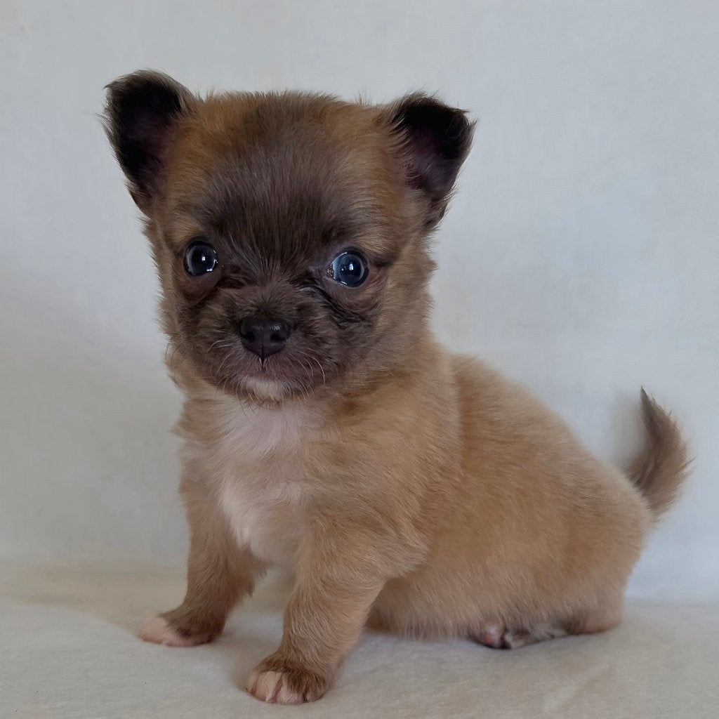 Chihuahua pup (reutje), Dieren en Toebehoren, Honden | Chihuahua's en Gezelschapshonden, België, Particulier, Reu, 8 tot 15 weken