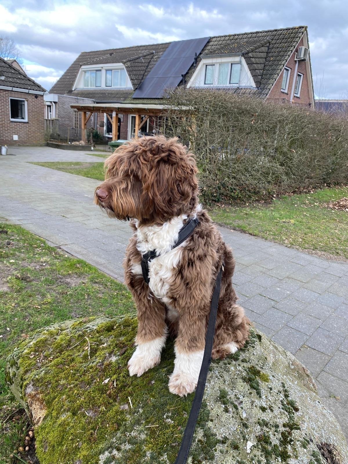 Nest aankondiging labradoodle pups, 8 tot 15 weken, CDV (hondenziekte), Meerdere, Meerdere dieren