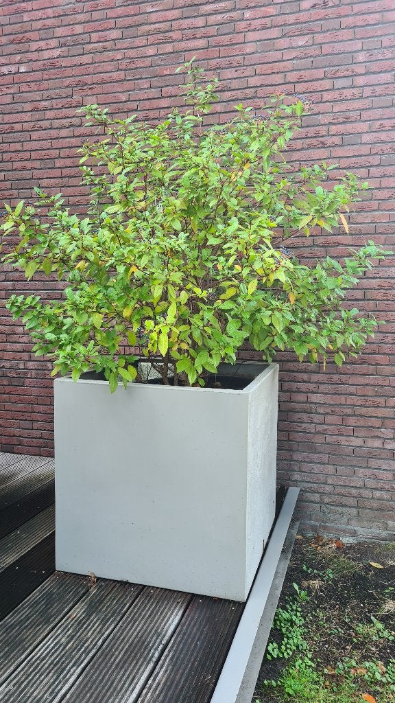 Viburnum lantana met mooie plantenbak, Vaste plant, Halfschaduw, Winter, Ophalen