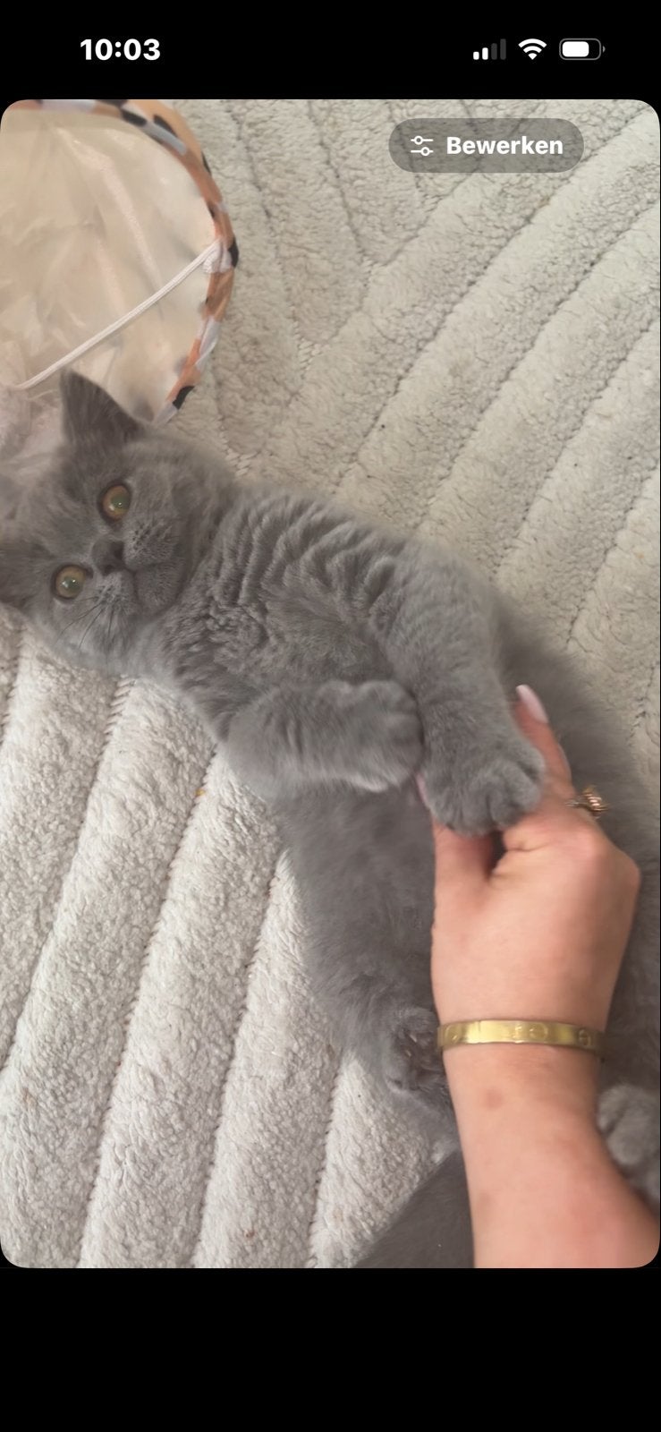 Britse korthaar kitten, Dieren en Toebehoren, Kater
