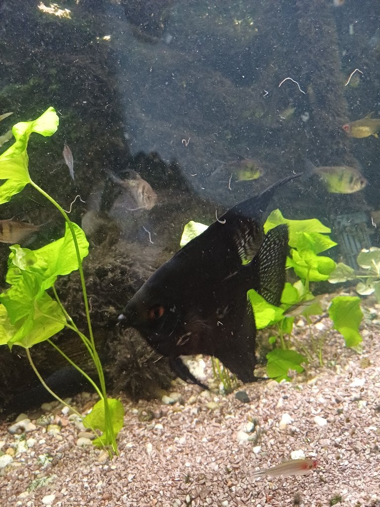 Maanvis, Dieren en Toebehoren, Vissen | Aquariumvissen, Vis, Zoetwatervis, Schoolvis