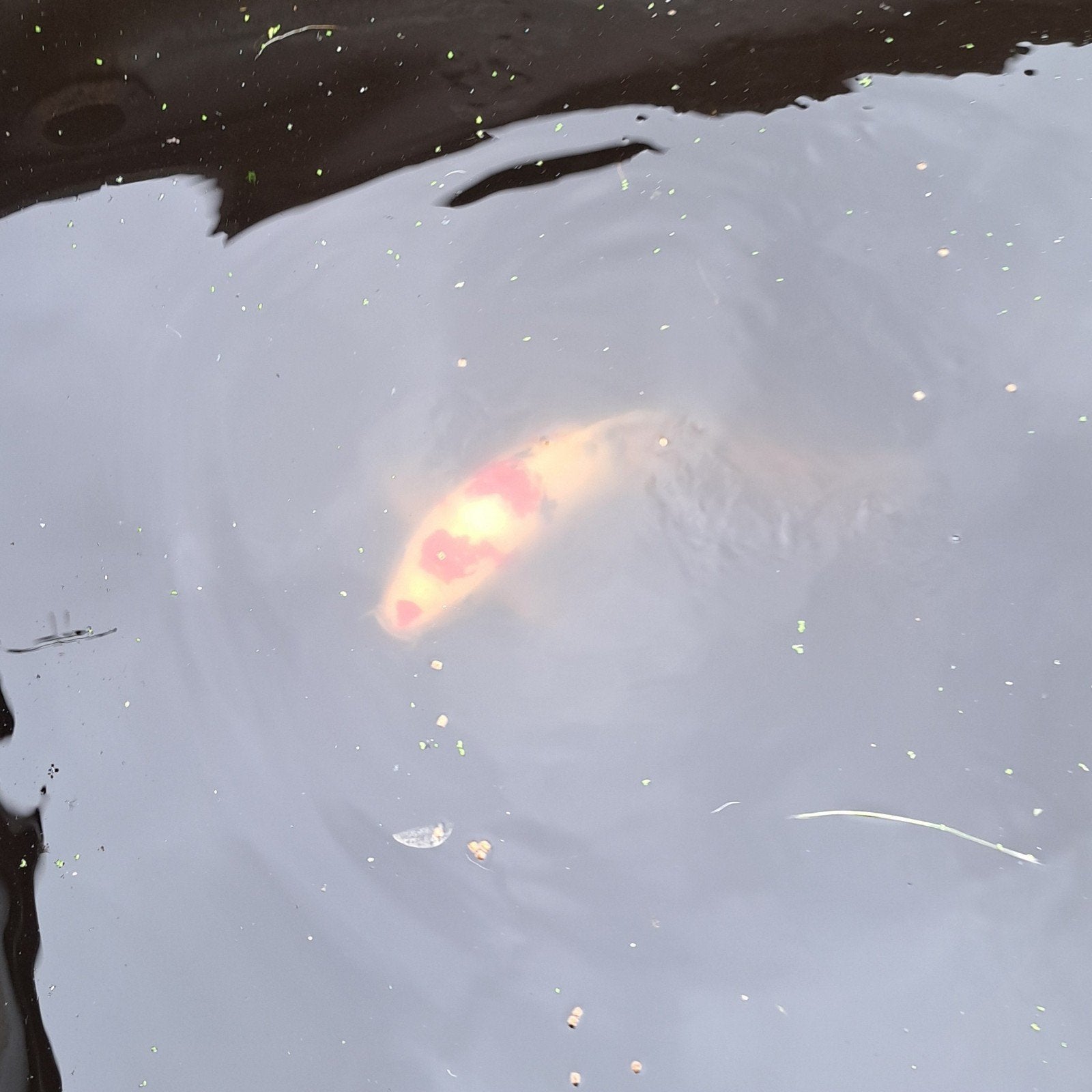 Koi karper, Karper of Koi
